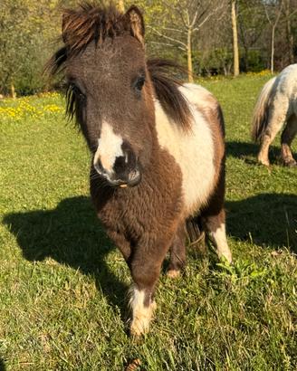 Mini pony