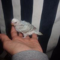 Cocorita allevata a mano