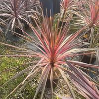 Piante Cordyline