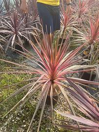 Piante Cordyline