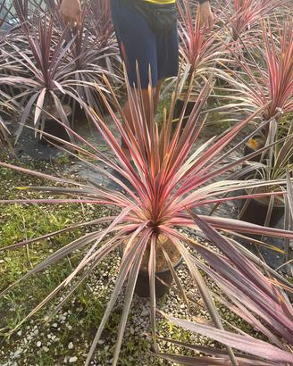 Piante Cordyline