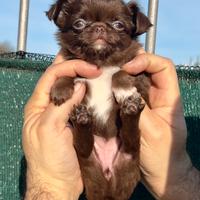 Femmina di chihuahua Pedigree ENCI/FCI