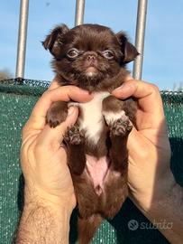 Femmina di chihuahua Pedigree ENCI/FCI