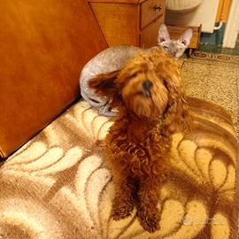 Barboncino minitoy teacup