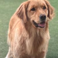 Cuccioli Golden Retriever linea americana