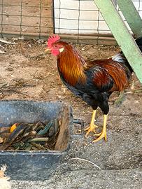 Galli e galline