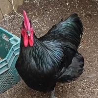 Gallo nero adulto