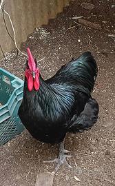 Gallo nero adulto