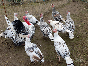 Tacchini nostrani di 1 anno