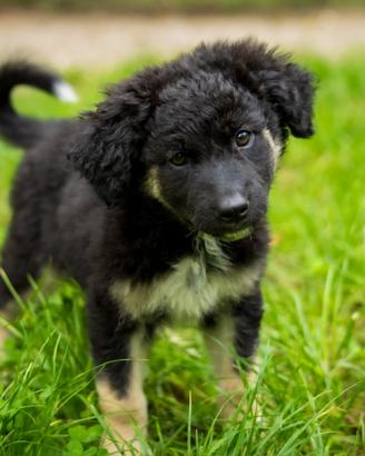 Cucciolo Pastore tedesco mix Golden retriever