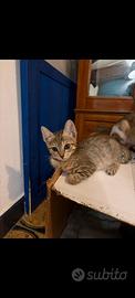 Gattina Xena