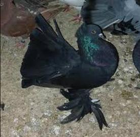 Piccioni colombi colombe pavonvelli