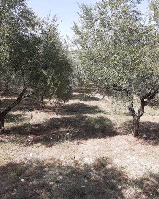 Terreno a Lucito (CB)