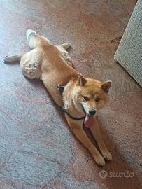Cane shiba inu