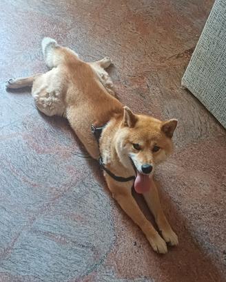 Cane shiba inu