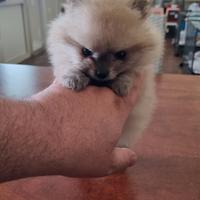 Spitz femmina mini toy