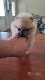 Spitz femmina mini toy