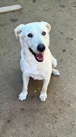 Simil Labrador di 1 anno - solo 18kg