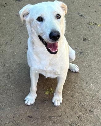 Simil Labrador di 1 anno - solo 18kg