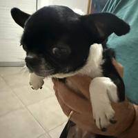 Chihuahua con pedigree