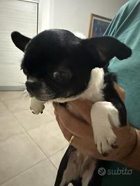 Chihuahua con pedigree