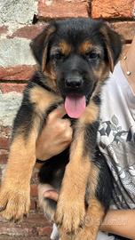 Cucciole femmine pastore nero focato
