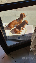 Cuccioli di Bassotto