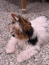 Cucciolo yorkshire biewer