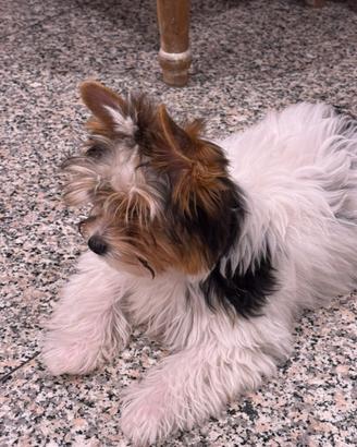 Cucciolo yorkshire biewer