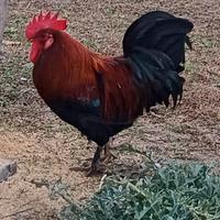 Gallo