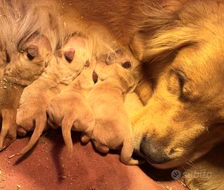 Cucciolata Golden retriever americano