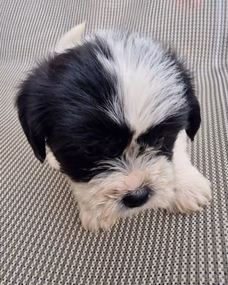 Cuccioli maschi Shih Tzu