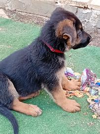 Cuccioli pastore tedesco