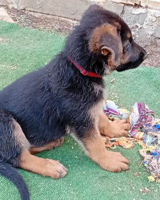 Cuccioli pastore tedesco