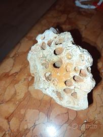 Pietra/Roccia calcarea pugliese con fori naturali