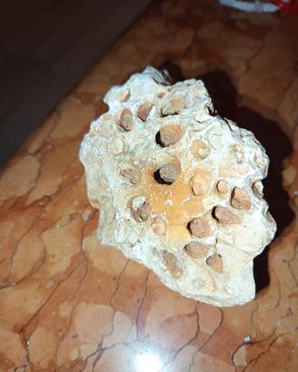 Pietra/Roccia calcarea pugliese con fori naturali