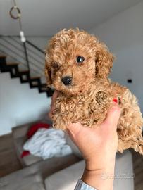 Barboncini toy minitoy e teacup