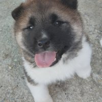 Cucciola akita americano