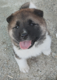 Cucciola akita americano