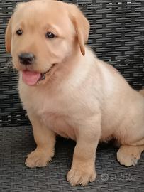 Labrador