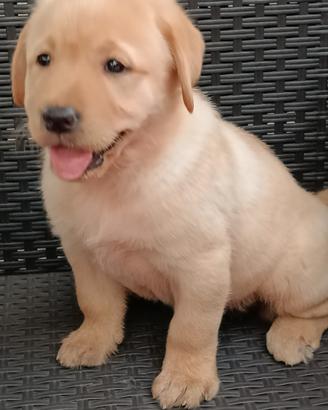 Labrador