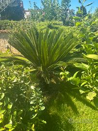 Cycas