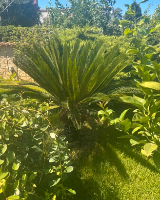 Cycas