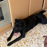 Cagnolina meticcia