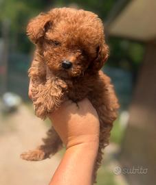 Dior Cucciolo barboncino mini Toy