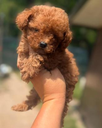 Dior Cucciolo barboncino mini Toy