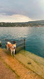 Akita Inu con pedigree ENCI