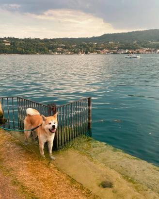 Akita Inu con pedigree ENCI