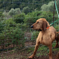 Segugio italiano a pelo forte disponibile per mont