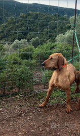 Segugio italiano a pelo forte disponibile per mont